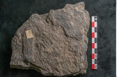Foto (Detailansicht) von Plantae indet.  (NHMW-GEO-2024-0188-11526)